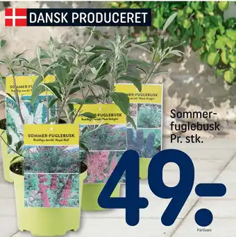 REMA 1000 Sommerfuglebusk tilbud