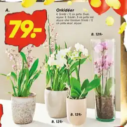 Bilka Orkide tilbud