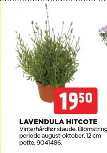 jem & fix LAVENDULA HITCOTE tilbud