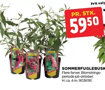 jem & fix SOMMERFUGLEBUSK tilbud
