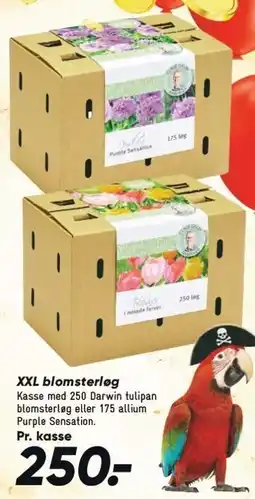 Bilka XXL blomsterløg tilbud