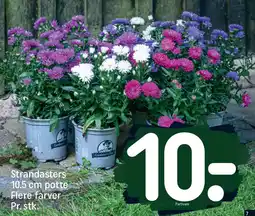 REMA 1000 Strandasters 10.5 cm potte Flere farver Pr. stk. tilbud