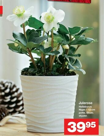 Julerose