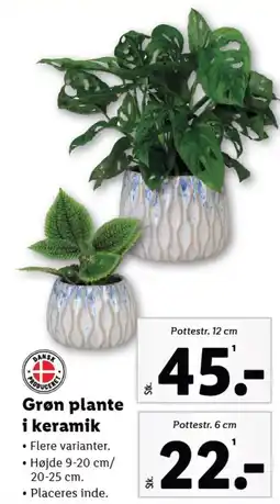 Lidl Grøn plante i keramik tilbud