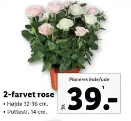 Lidl 2-farvet rose tilbud