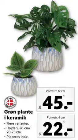 Lidl Planter tilbud