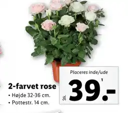 Lidl Rose tilbud