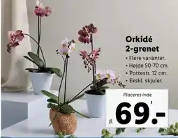 Lidl Orkide tilbud