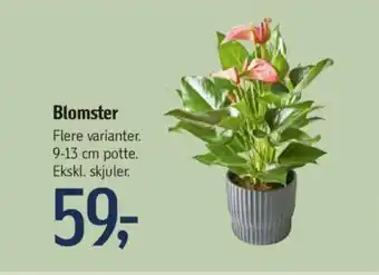 Føtex Blomster tilbud