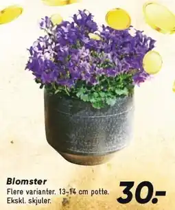 Bilka Blomster tilbud