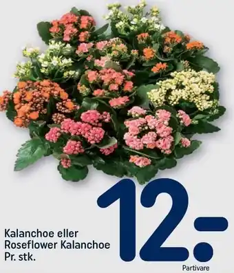 REMA 1000 Kalanchoe eller Roseflower Kalanchoe tilbud