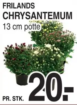 ABC Lavpris FRILANDS CHRYSANTEMUM ASTERS 13 cm potte tilbud