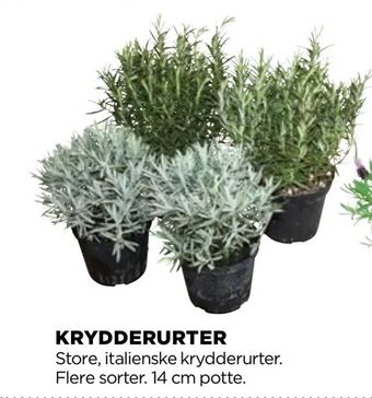 jem & fix Krydderurter tilbud