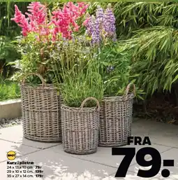 Netto Kurv i piletræ tilbud