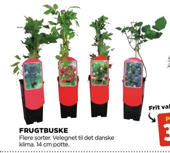 jem & fix Frugtbuske tilbud
