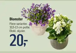 Føtex Blomster tilbud