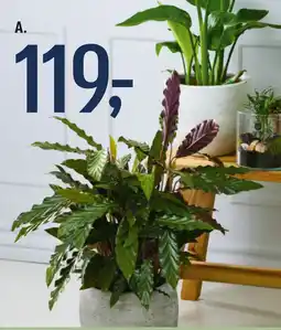 Føtex Grønne planter tilbud