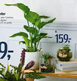 Føtex Grønne planter tilbud