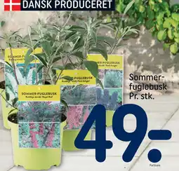 REMA 1000 Sommerfuglebusk Pr. stk tilbud
