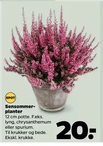 Netto Sensommerplanter tilbud