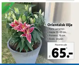 Lidl Orientalsk lilje tilbud