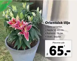 Lidl Orientalsk lilje tilbud