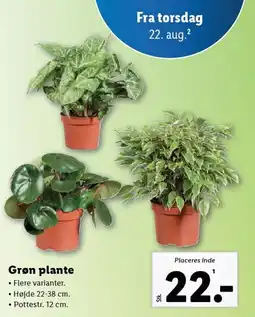 Lidl Grøn plante tilbud
