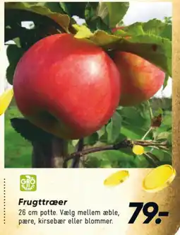Frugttræ