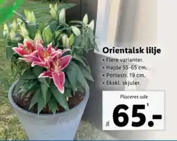 Lidl Orientalsk lilje tilbud