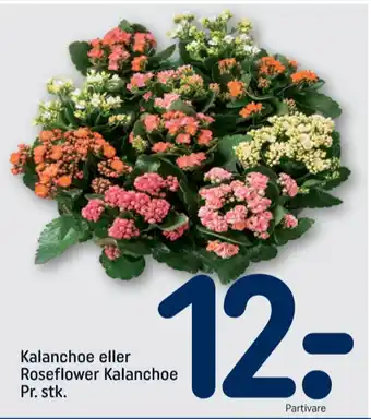 REMA 1000 Kalanchoe tilbud