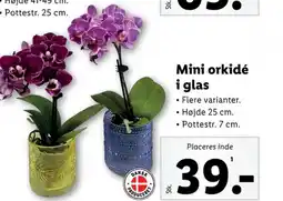 Lidl Planter tilbud
