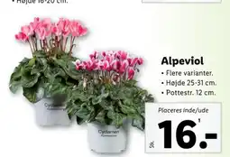 Lidl Planter tilbud