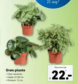 Lidl Planter tilbud