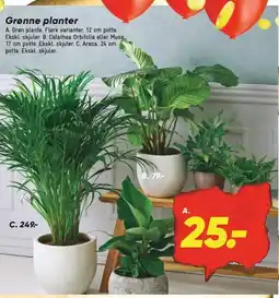 Bilka Grønne planter tilbud