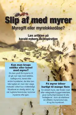 Slip af med myrer