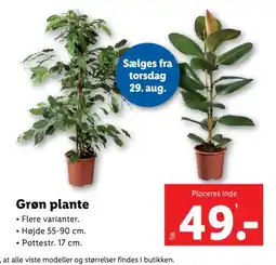 Lidl Grøn plante tilbud