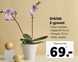 Lidl Orkidé 2-grenet tilbud