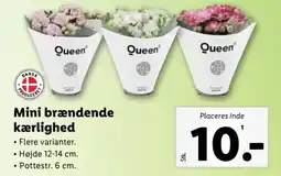 Lidl Mini brændende kærlighed tilbud