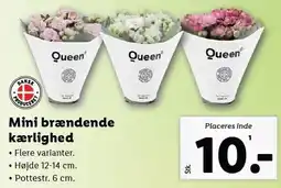Lidl QUEEN Mini brændende kærlighed tilbud