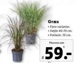 Lidl Græs tilbud
