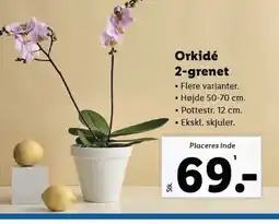 Lidl Orkidé 2-grenet tilbud