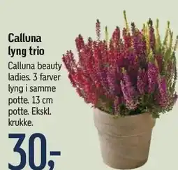 Føtex Calluna lyng trio tilbud