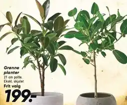 Bilka Grønne planter tilbud