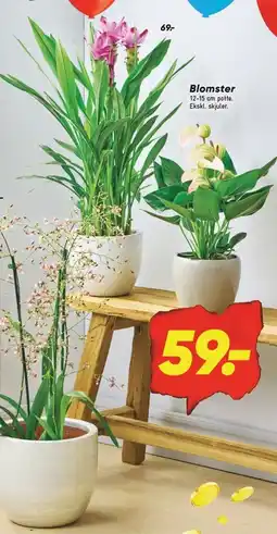 Bilka Blomster tilbud