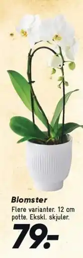 Bilka Blomster tilbud