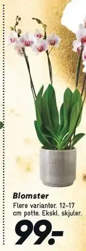 Bilka Blomster tilbud