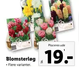 Lidl Blomsterløg tilbud