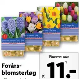Lidl Forårs- blomsterløg tilbud