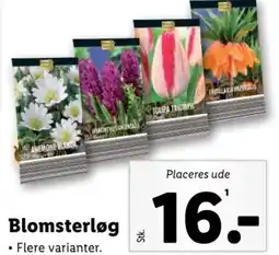 Blomsterløg
