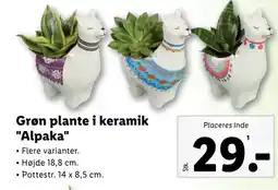 Grøn plante i keramik "Alpaka"